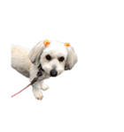 実家の犬！①（個別スタンプ：11）