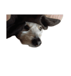 実家の犬！①（個別スタンプ：12）
