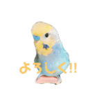 インコちゃんスタンプだよ（個別スタンプ：1）