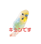 インコちゃんスタンプだよ（個別スタンプ：2）