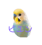 インコちゃんスタンプだよ（個別スタンプ：5）