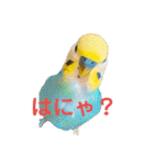 インコちゃんスタンプだよ（個別スタンプ：6）