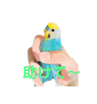 インコちゃんスタンプだよ（個別スタンプ：10）