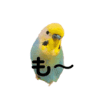 インコちゃんスタンプだよ（個別スタンプ：11）