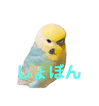 インコちゃんスタンプだよ（個別スタンプ：12）