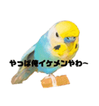 インコちゃんスタンプだよ（個別スタンプ：13）