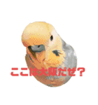 インコちゃんスタンプだよ（個別スタンプ：14）