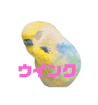 インコちゃんスタンプだよ（個別スタンプ：15）