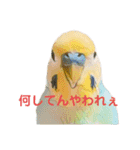 インコちゃんスタンプだよ（個別スタンプ：16）