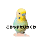 インコちゃんスタンプだよ（個別スタンプ：18）