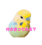 インコちゃんスタンプだよ（個別スタンプ：19）