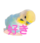 インコちゃんスタンプだよ（個別スタンプ：20）