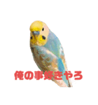 インコちゃんスタンプだよ（個別スタンプ：21）