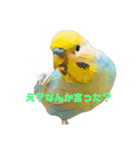 インコちゃんスタンプだよ（個別スタンプ：22）