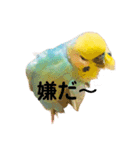 インコちゃんスタンプだよ（個別スタンプ：23）