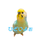 インコちゃんスタンプだよ（個別スタンプ：24）