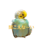 インコちゃんスタンプだよ（個別スタンプ：25）