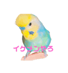インコちゃんスタンプだよ（個別スタンプ：26）