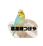 インコちゃんスタンプだよ（個別スタンプ：29）