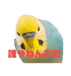 インコちゃんスタンプだよ（個別スタンプ：30）
