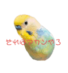 インコちゃんスタンプだよ（個別スタンプ：31）