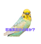 インコちゃんスタンプだよ（個別スタンプ：32）