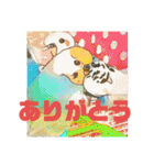 インコちゃんスタンプだよ（個別スタンプ：34）