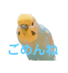 インコちゃんスタンプだよ（個別スタンプ：35）