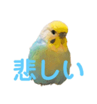 インコちゃんスタンプだよ（個別スタンプ：36）