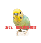 インコちゃんスタンプだよ（個別スタンプ：38）