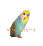 インコちゃんスタンプだよ（個別スタンプ：39）