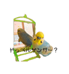インコちゃんスタンプだよ（個別スタンプ：40）