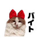 ゆうこりんすたんぷ（個別スタンプ：12）