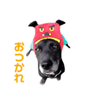 Our dog Maron（個別スタンプ：4）