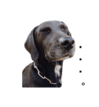 Our dog Maron（個別スタンプ：7）
