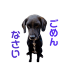 Our dog Maron（個別スタンプ：8）
