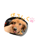 ポンちゃん series 1（個別スタンプ：1）