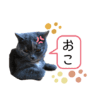 一言もなか（個別スタンプ：13）