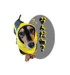 ミニチュアダックスちびまろの日常（個別スタンプ：2）