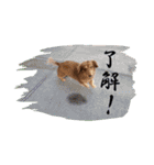 ミニチュアダックスちびまろの日常（個別スタンプ：3）