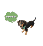 ミニチュアダックスちびまろの日常（個別スタンプ：10）