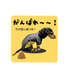 ミニチュアダックスちびまろの日常（個別スタンプ：11）