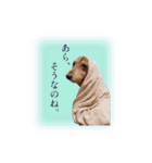 ミニチュアダックスちびまろの日常（個別スタンプ：12）