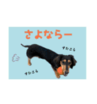 ミニチュアダックスちびまろの日常（個別スタンプ：16）