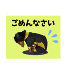 ミニチュアダックスちびまろの日常（個別スタンプ：17）