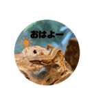 カナヘビちゃん神スタンプ（個別スタンプ：1）