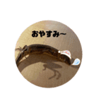 カナヘビちゃん神スタンプ（個別スタンプ：5）