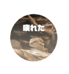 カナヘビちゃん神スタンプ（個別スタンプ：10）
