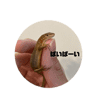 カナヘビちゃん神スタンプ（個別スタンプ：12）