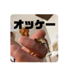 カナヘビちゃん神スタンプ（個別スタンプ：24）